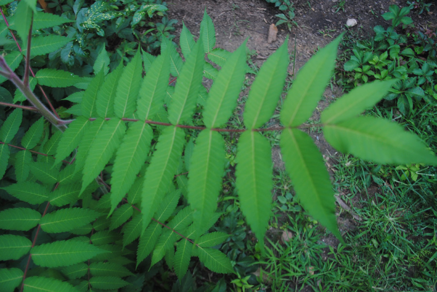 Tree id - Rhus typhina?